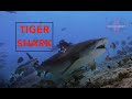 Video of Tiger Shark