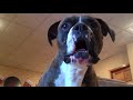 Brock the Boxer Dog: When Boxers go BAD!!