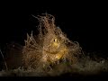 A pair of Ambon Scorpionfish | Ambon Scorpionfish