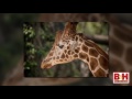 Swarovski Digiscoping Part 2