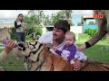 Living With Tigers: Family Share Home With Pet Tigers