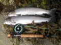Seatrout fishing on the South West of Scotland