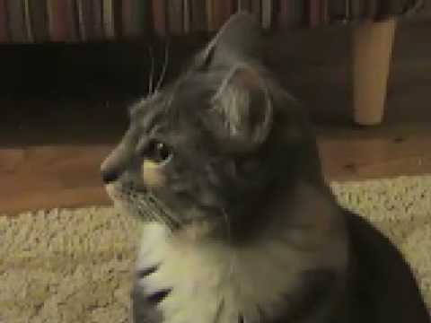 funny dogs and cats video. Funny Dogs Dancing