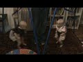 Funny Babies - Twins Giggling in Jolly Jumpers