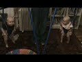 Funny Babies - Twins Giggling in Jolly Jumpers