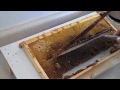 FatBeeMan 1 Minute Tip Very Easy Queen Making