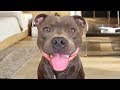 Funny American Staffordshire Terrier Videos