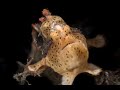 Video of Warty Frogfish