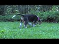 Beagle Puppy Attacks Dog Statue - CUTE!