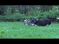 Beagle Puppy Attacks Dog Statue - CUTE!