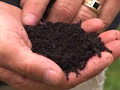 Overseeding your lawn