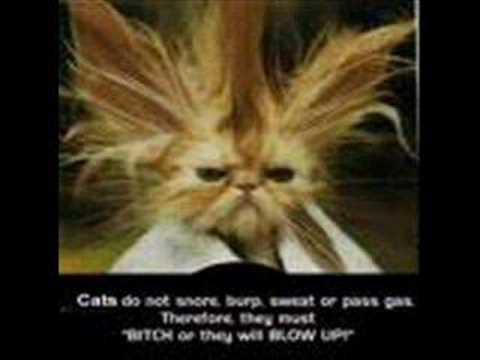 funny cats video. funny cats and dogs