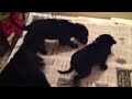 Little Black Labbies....so far, so good!