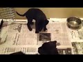 Little Black Labbies....so far, so good!