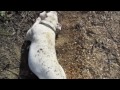 Dog rolling in the deep (CodyThePitbull)