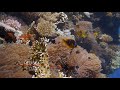 Corel Reef - Egypt | 