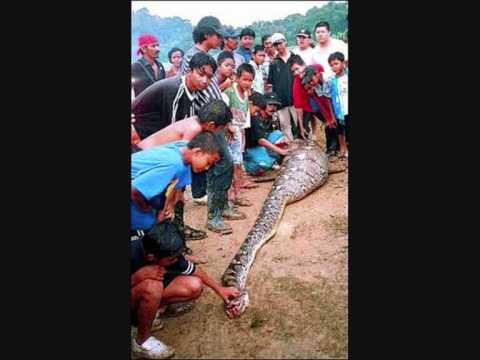 anaconda eats man. Anaconda Snake Eats Man!cobra
