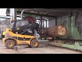 OneOak tree at the sawmill