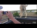 Cheetah gives safari-goers front row seats