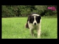 Sheepdog and young handler compete - Part 1 | Extraordinary Dogs