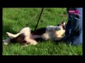Sheepdog and young handler compete - Part 1 | Extraordinary Dogs