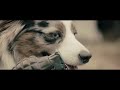 The Last Cat on Earth - Music Video