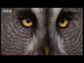 Sophisticated sonar of wild owls hunting in the arctic forest - BBC wildlife
