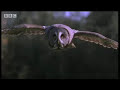Sophisticated sonar of wild owls hunting in the arctic forest - BBC wildlife