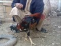 fighters murgha.in peshawar