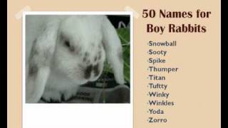 Rabbit Names - Squidoo : Welcome to.
