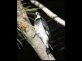 Acorn Woodpecker: nominee for 2009 Bird of the Year
