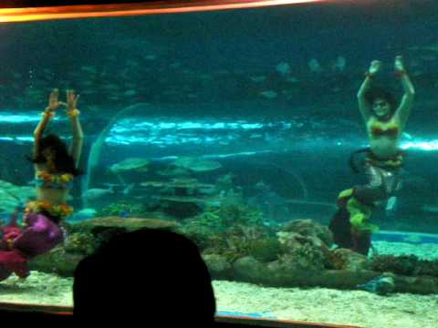 Manila Ocean Park Mermaid Show