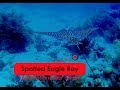 Video of Spotted Eagle Ray