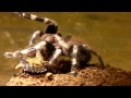 Tarantula Feeding Video 27 (Camel Spiders included!)