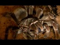 Tarantula Feeding Video 27 (Camel Spiders included!)