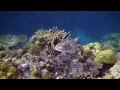 Scuba Diving Palau
