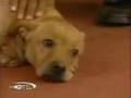 2 Legged Dog Faith Walks
