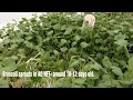 Aquaponics NFT -Just a Quick Look