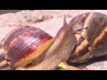 Why giant snails are a problem for Florida