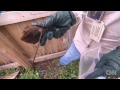 Why giant snails are a problem for Florida
