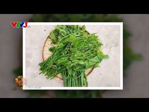 Đọt su su nộm tai heo