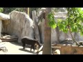 True Facts About The Tapir