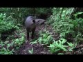 True Facts About The Tapir