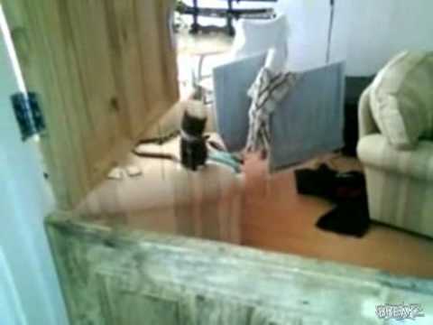 funny kitten videos. Funny Jumping Kitten