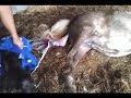 Silver Mini Horse Birth