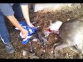 Silver Mini Horse Birth