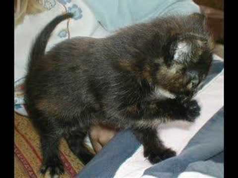 short hair tabby kitten. Tabby cats, British Short hair