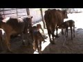 GYR LECHERO Una posibilidad en produccion animal en TELOLOPAN GRO MEXICO