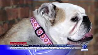 Cada vez son más los casos reportados de la gripe canina 