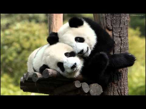 MUSICA Y VIDEOS DE PANDA musica y videos de panda: